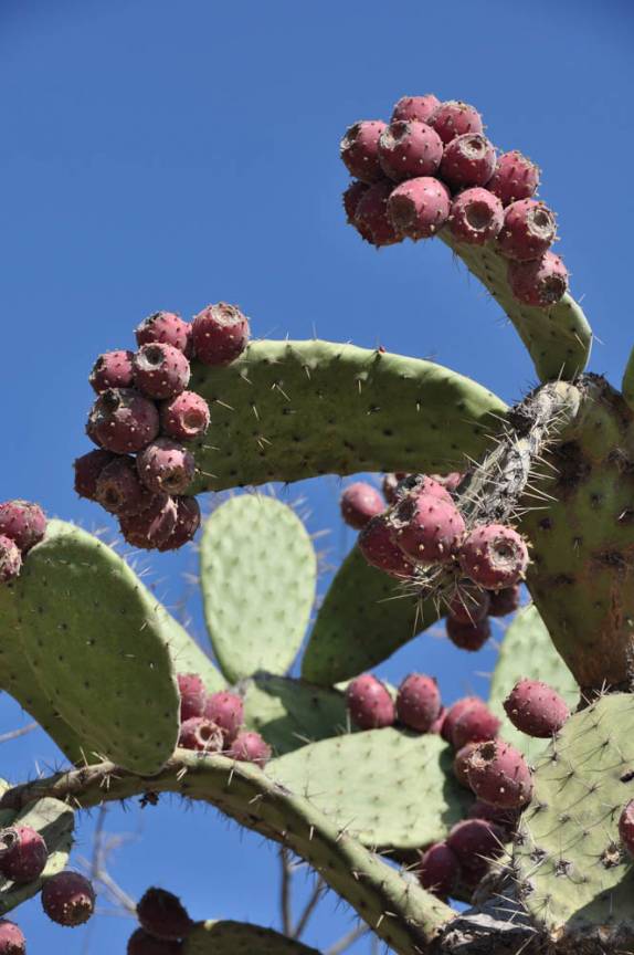 Cactos florido na região de Bernal, no México